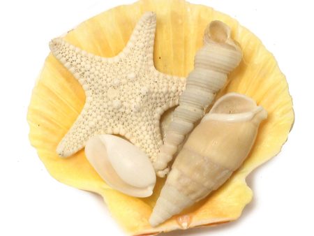 Yellow Scallop with Shells Magnet Online