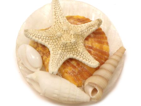 2 in. Capiz with Shells Magnet Cheap