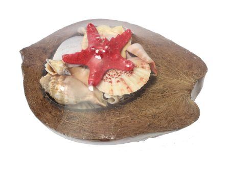 8 in. Coconut with Shells on Sale